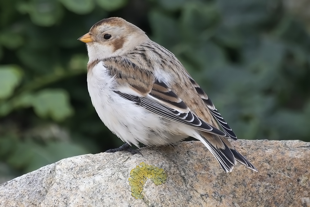 Snow bunting
